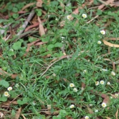 Erigeron karvinskianus at QPRC LGA - 5 Mar 2024 10:47 AM