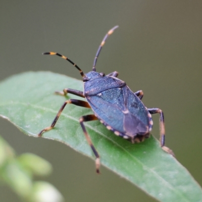 Unidentified Shield, Stink or Jewel Bug (Pentatomoidea) at Budawang, NSW - 4 Mar 2024 by LisaH