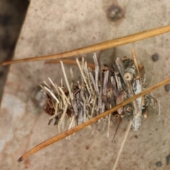 Lomera xanthochrysa (Lateral case moth) at QPRC LGA - 5 Mar 2024 by LisaH