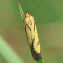 Poliorhabda auriceps (A Concealer moth (Wingia Group)) at QPRC LGA - 5 Mar 2024 by LisaH