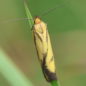 Poliorhabda auriceps at QPRC LGA - suppressed