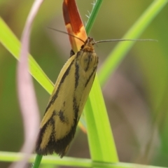 Poliorhabda auriceps at QPRC LGA - suppressed