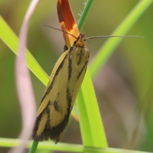 Poliorhabda auriceps at QPRC LGA - suppressed