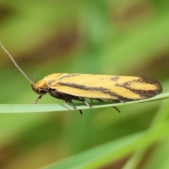 Poliorhabda auriceps at QPRC LGA - 5 Mar 2024