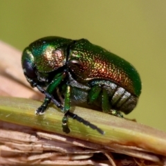 Aporocera (Aporocera) jacksoni (Leaf beetle) at Mongarlowe River - 5 Mar 2024 by LisaH