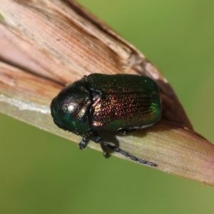 Aporocera (Aporocera) jacksoni at suppressed - 5 Mar 2024