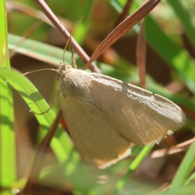 Heliocheilus (genus) (Heliothine moths) at QPRC LGA - 5 Mar 2024 by LisaH