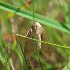 Heliocheilus (genus) at suppressed - suppressed