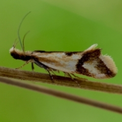 Thema chlorochyta (A Concealer moth) at Mongarlowe River - 5 Mar 2024 by LisaH