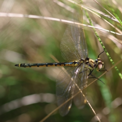 Hemicordulia tau (Tau Emerald) at Mongarlowe River - 5 Mar 2024 by LisaH