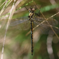 Hemicordulia tau at QPRC LGA - 5 Mar 2024