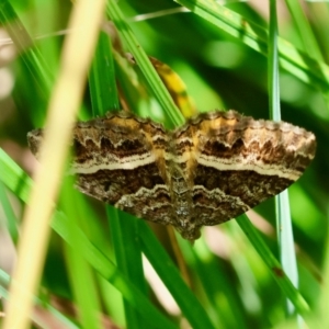 Chrysolarentia vicissata at QPRC LGA - 5 Mar 2024