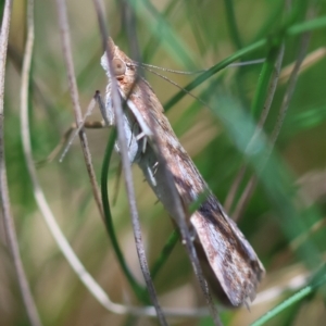 Achyra affinitalis at QPRC LGA - 5 Mar 2024