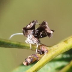 Tebenna micalis (Small Thistle Moth) at Mongarlowe River - 5 Mar 2024 by LisaH
