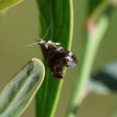 Tebenna micalis at QPRC LGA - 5 Mar 2024