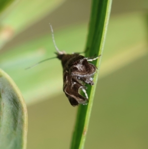 Tebenna micalis at QPRC LGA - suppressed