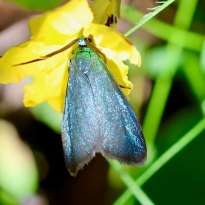 Pollanisus (genus) (A Forester Moth) at Mongarlowe, NSW - 5 Mar 2024 by LisaH