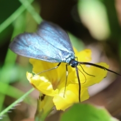 Pollanisus (genus) at QPRC LGA - 5 Mar 2024