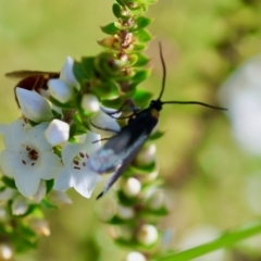 Pollanisus (genus) (A Forester Moth) at Mongarlowe, NSW - 5 Mar 2024 by LisaH