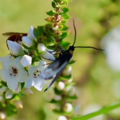 Pollanisus (genus) (A Forester Moth) at Mongarlowe River - 5 Mar 2024 by LisaH