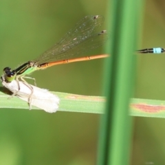 Ischnura aurora (Aurora Bluetail) at Mongarlowe River - 5 Mar 2024 by LisaH