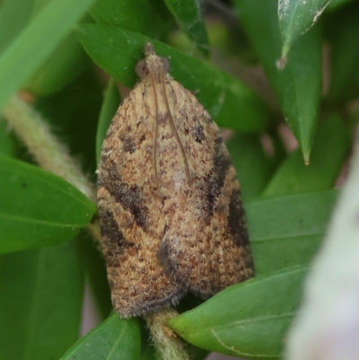Meritastis ursina (A Tortricid moth) at Mongarlowe, NSW - 5 Mar 2024 by LisaH