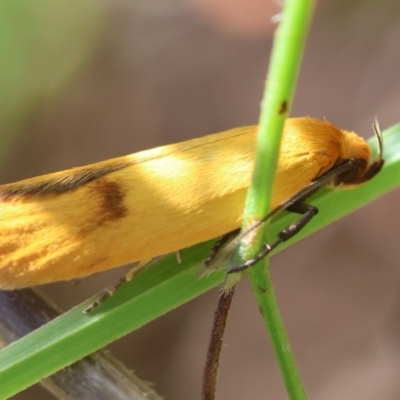 Endeolena xanthiella (Concealer moth (Wingia group)) at Mongarlowe River - 5 Mar 2024 by LisaH