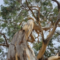 Eucalyptus polyanthemos subsp. polyanthemos (Red Box) at Narrabundah, ACT - 6 Mar 2024 by Steve818