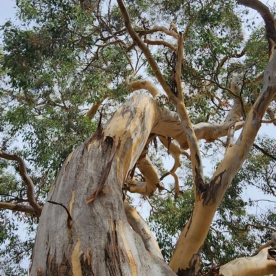 Eucalyptus polyanthemos subsp. polyanthemos (Red Box) at Mount Taylor - 6 Mar 2024 by Steve818