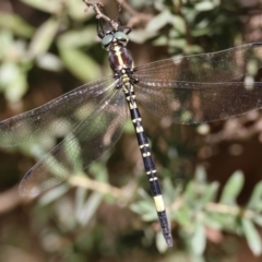 Parasynthemis regina (Royal Tigertail) at Mongarlowe, NSW - 5 Mar 2024 by LisaH