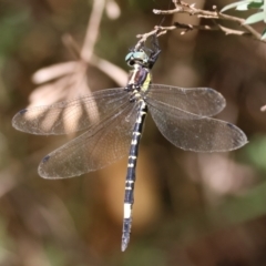 Parasynthemis regina at QPRC LGA - suppressed