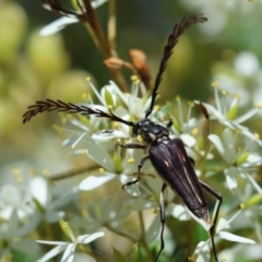 Distichocera fuliginosa (Longhorn or Longicorn beetle) at Mongarlowe River - 5 Mar 2024 by LisaH