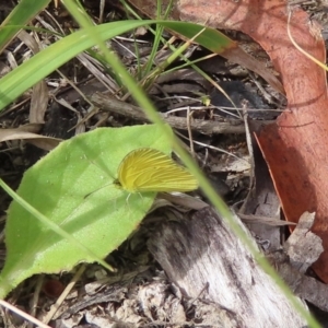 Eurema smilax at Namadgi National Park - 6 Mar 2024