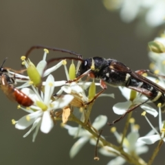 Hesthesis montana (A wasp mimic longhorn beetle) at Mongarlowe, NSW - 5 Mar 2024 by LisaH