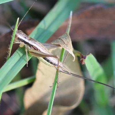 Merrinella tandanya at Mongarlowe River - 5 Mar 2024 by LisaH