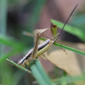 Merrinella tandanya at QPRC LGA - 5 Mar 2024