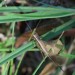 Merrinella tandanya at QPRC LGA - 5 Mar 2024