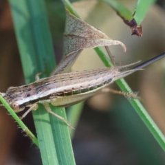 Merrinella tandanya at QPRC LGA - 5 Mar 2024