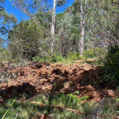 Sus scrofa (Pig (feral)) at Mongarlowe, NSW - 5 Mar 2024 by LisaH