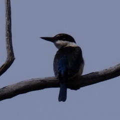 Todiramphus sanctus (Sacred Kingfisher) at Ginninderry Conservation Corridor - 5 Mar 2024 by Kurt