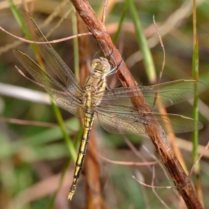 Orthetrum caledonicum at CCG100: Woodland Dam - 6 Mar 2024