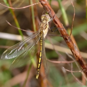 Orthetrum caledonicum at CCG100: Woodland Dam - 6 Mar 2024 10:49 AM