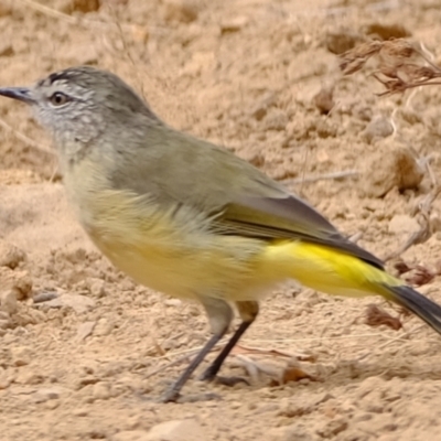 Acanthiza chrysorrhoa (Yellow-rumped Thornbill) at Ginninderry Conservation Corridor - 6 Mar 2024 by Kurt