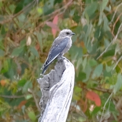 Artamus cyanopterus (Dusky Woodswallow) at Ginninderry Conservation Corridor - 6 Mar 2024 by Kurt