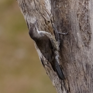 Cormobates leucophaea at Ginninderry Conservation Corridor - 6 Mar 2024 11:38 AM