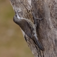 Cormobates leucophaea at Ginninderry Conservation Corridor - 6 Mar 2024