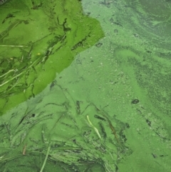 Unidentified Algae, Cyanobacteria, other bacteria and viruses at Parkes, ACT - 6 Mar 2024 by AaronClausen