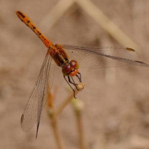 Diplacodes bipunctata at Ginninderry Conservation Corridor - 6 Mar 2024 11:44 AM