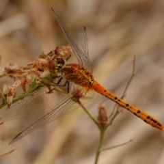 Diplacodes bipunctata at Ginninderry Conservation Corridor - 6 Mar 2024