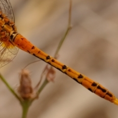 Diplacodes bipunctata at Ginninderry Conservation Corridor - 6 Mar 2024 11:44 AM